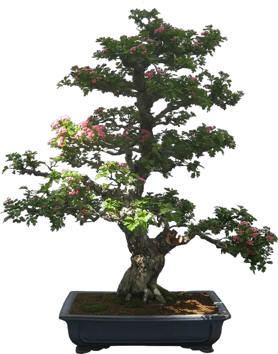 does bonsai hurt the tree