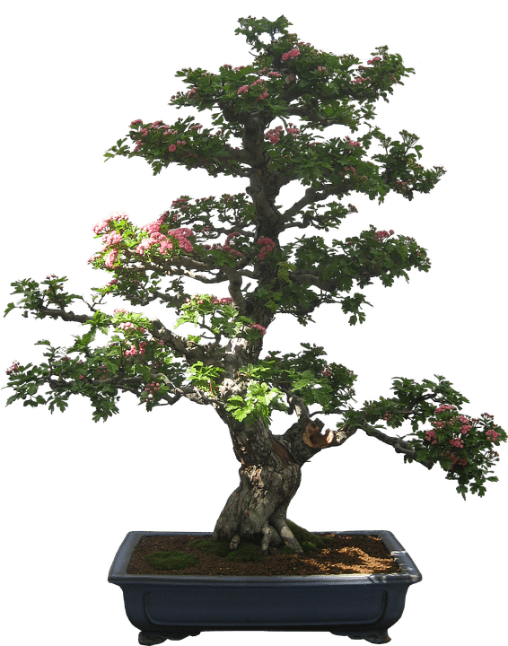 does bonsai hurt the tree