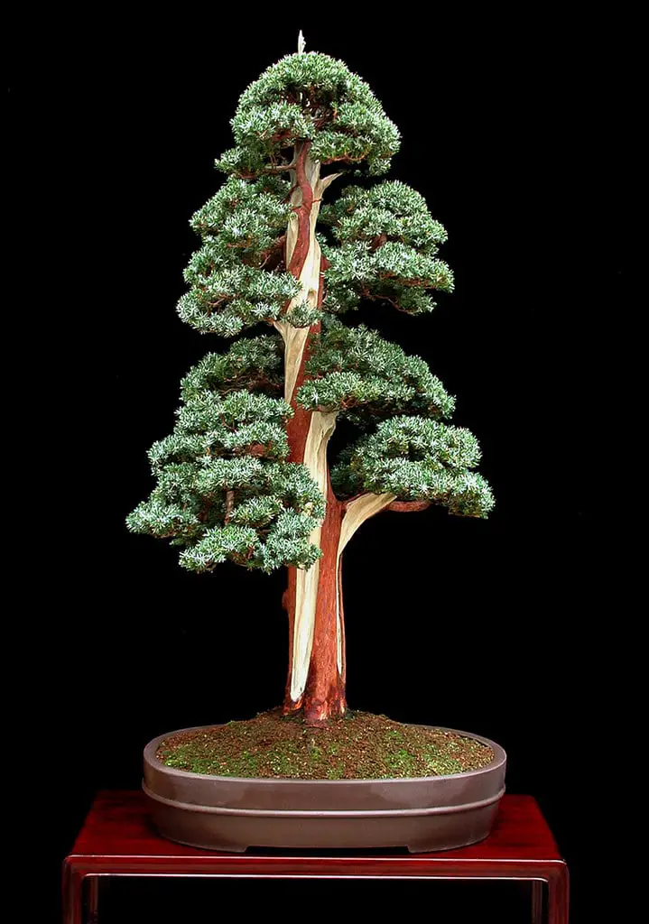 How to Make Formal Upright Bonsai Tree?