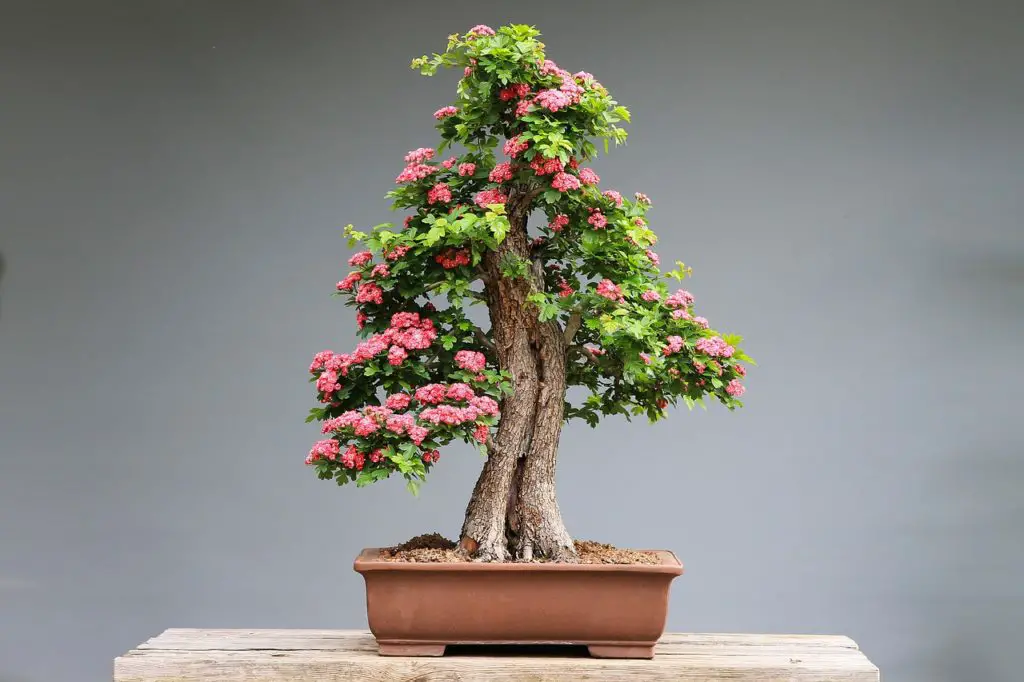 Why Bonsai Trees Are So Expensive? Love For Bonsai