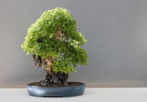 Symbolism and Meaning of Bonsai Trees: What Do They Represent?