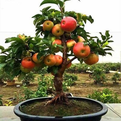 Apple bonsai tree