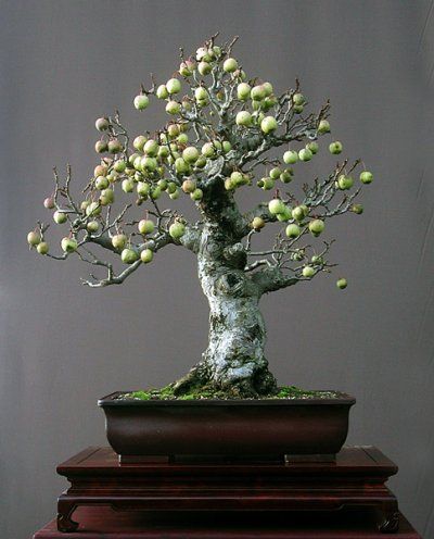 apple bonsai tree