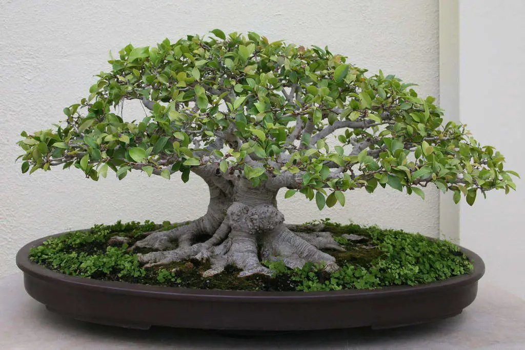 Ficus bonsai yellow leaves