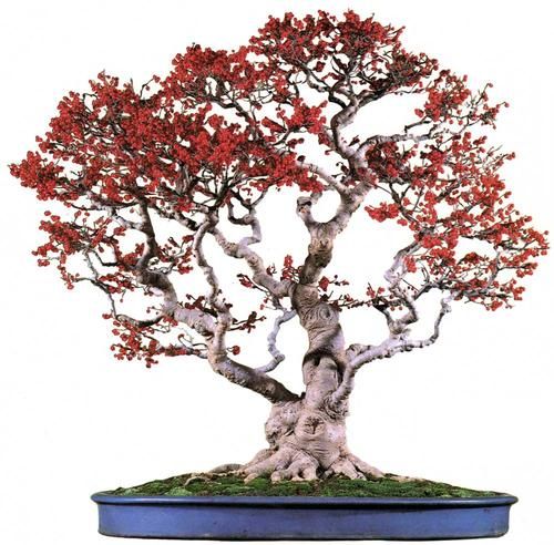 Japanese winter berry bonsai