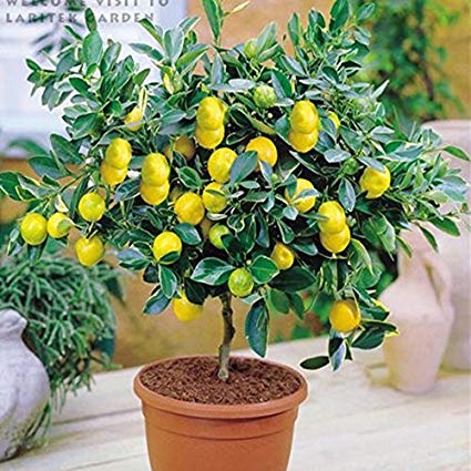 lemon bonsai tree