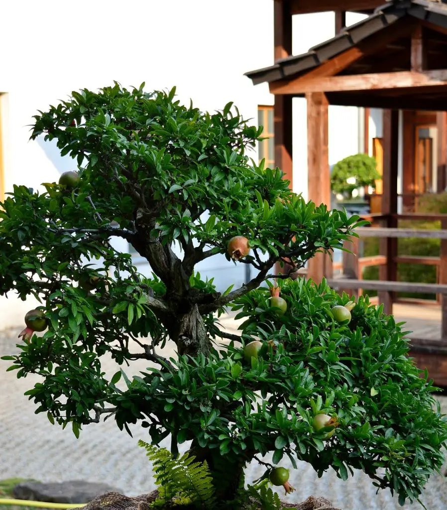 pomegranate bonsai tree