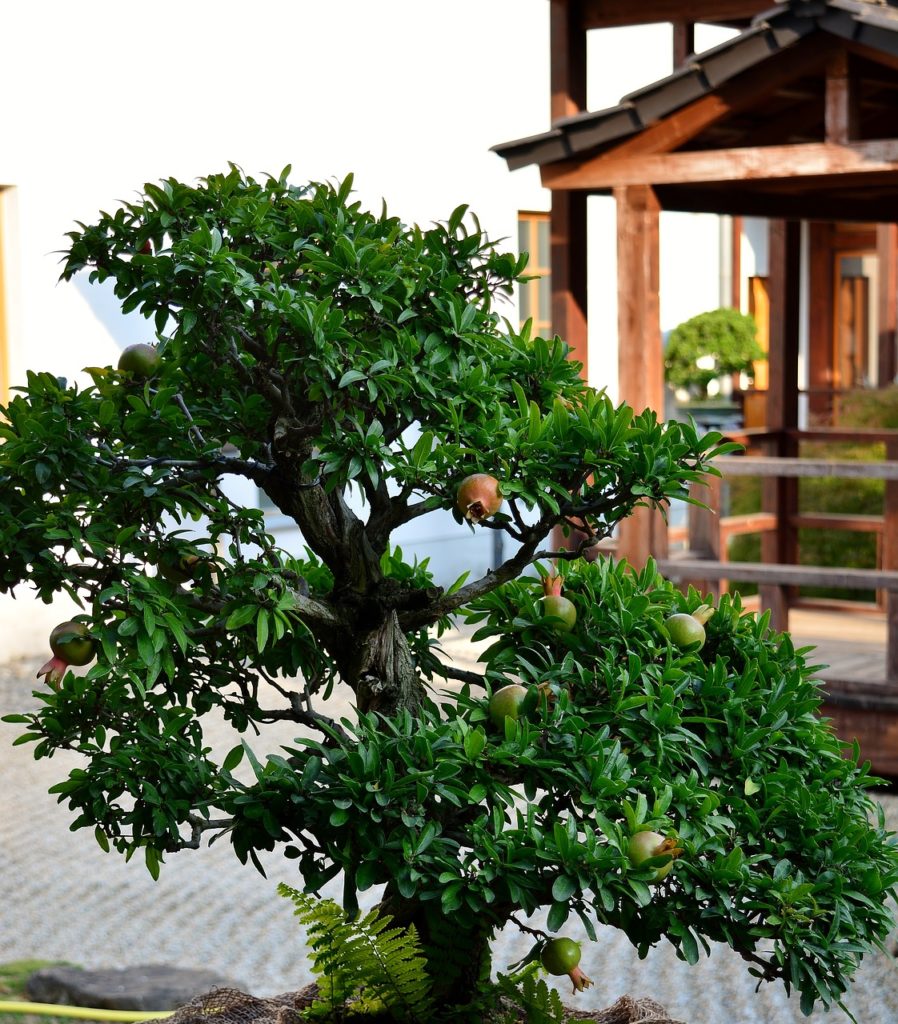 pomegranate tree bonsai