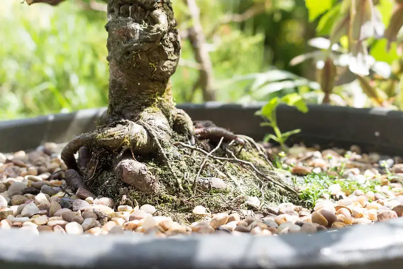 bonsai root pruning