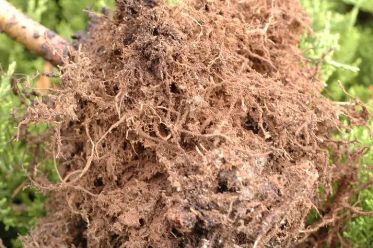 How to Prune Bonsai Roots? A Detailed Guide on Bonsai Root Pruning