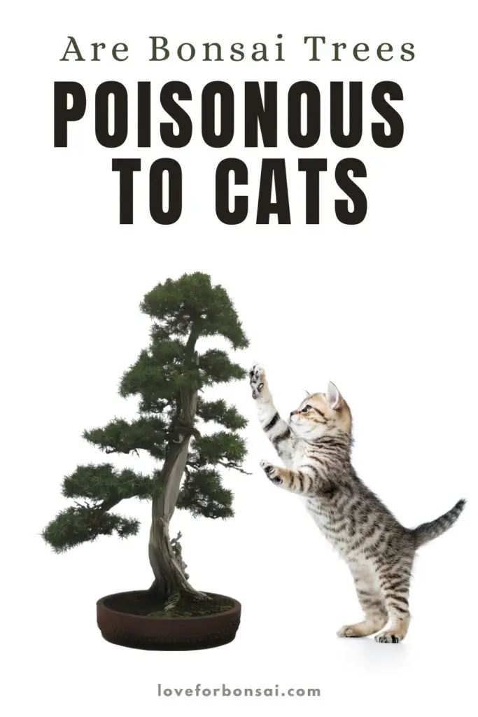 are bonsai poisonous to cats