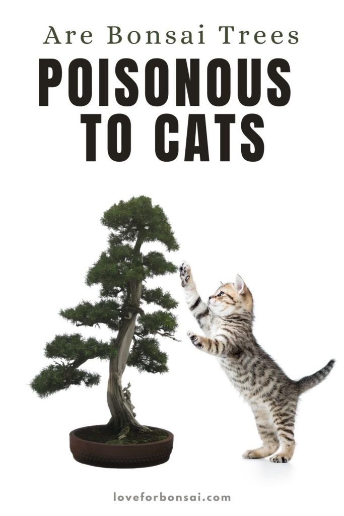 Are Bonsai Trees Poisonous To Cats Love For Bonsai