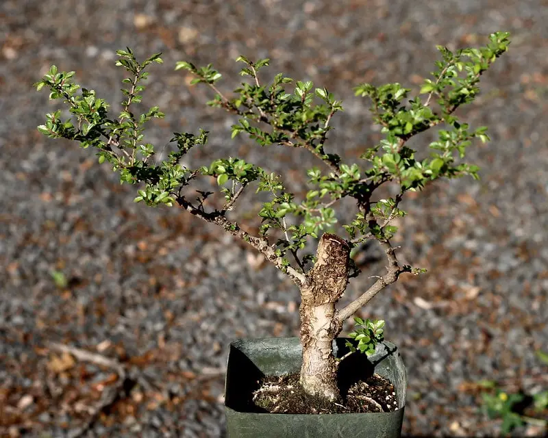 chinese elm bonsai tree