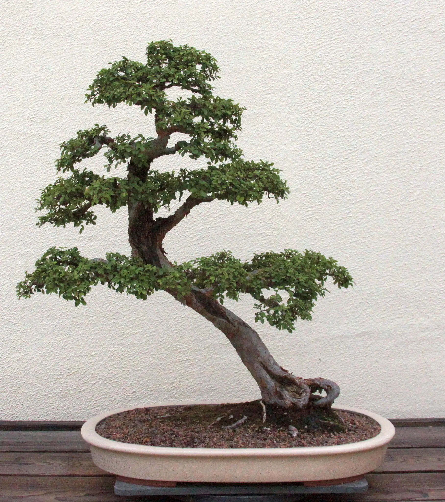 chinese elm bonsai tree care