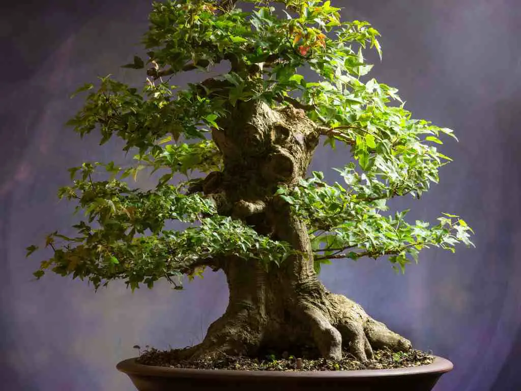 speed up bonsai growth