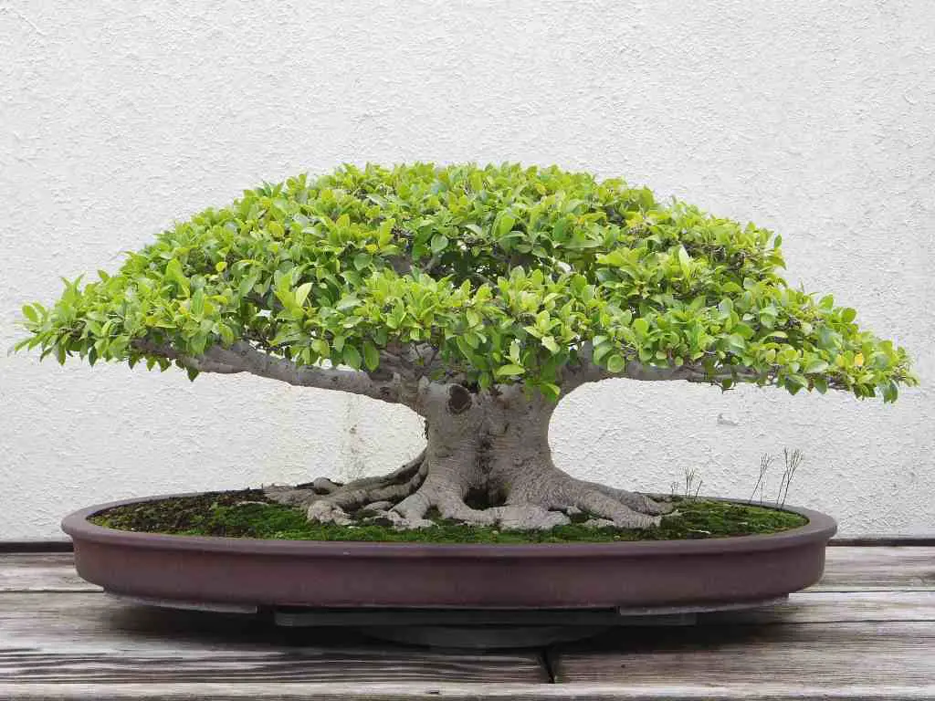 how fast do bonsai trees grow