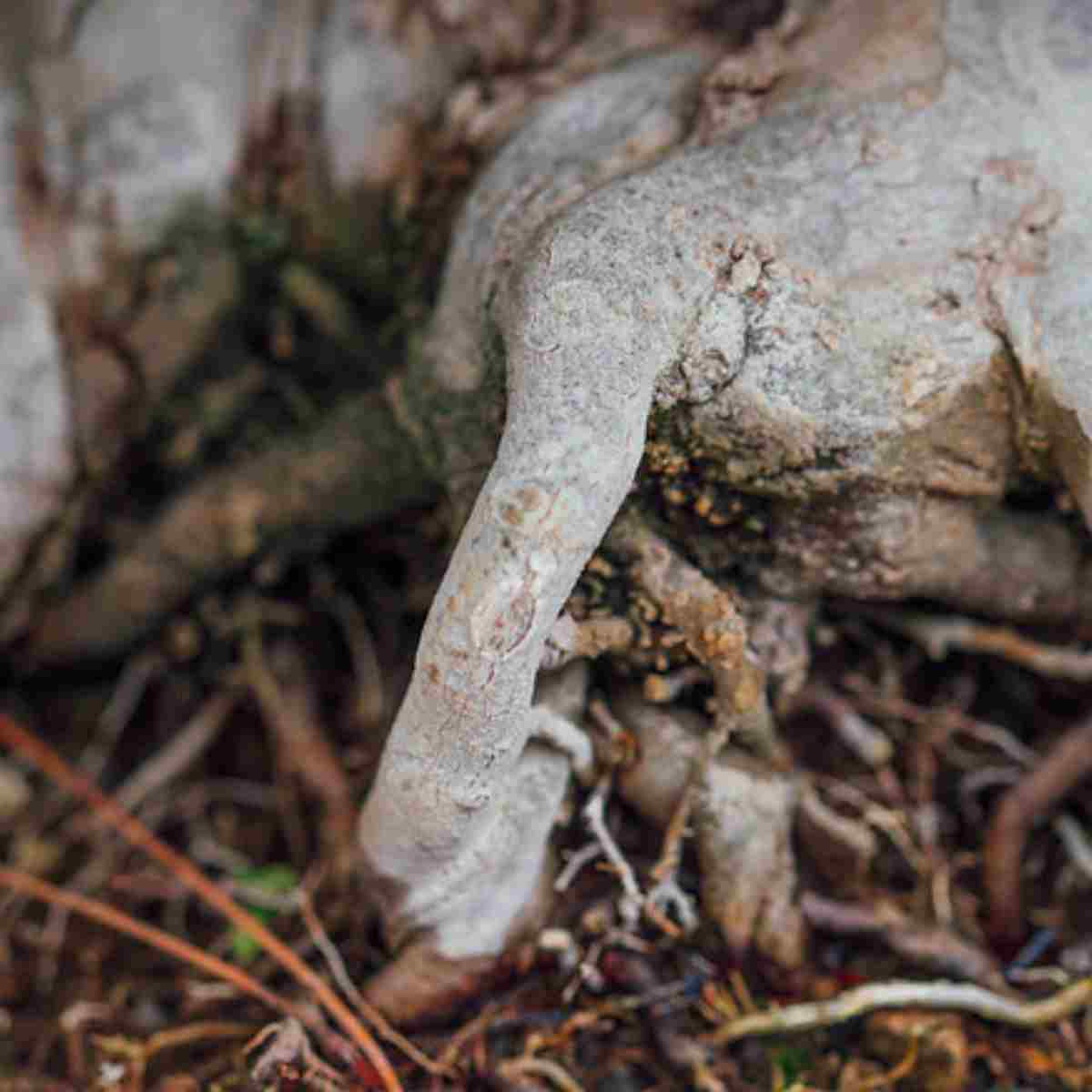 Get Rid Of Mold On Bonsai Trees With These Easy Methods Love For Bonsai