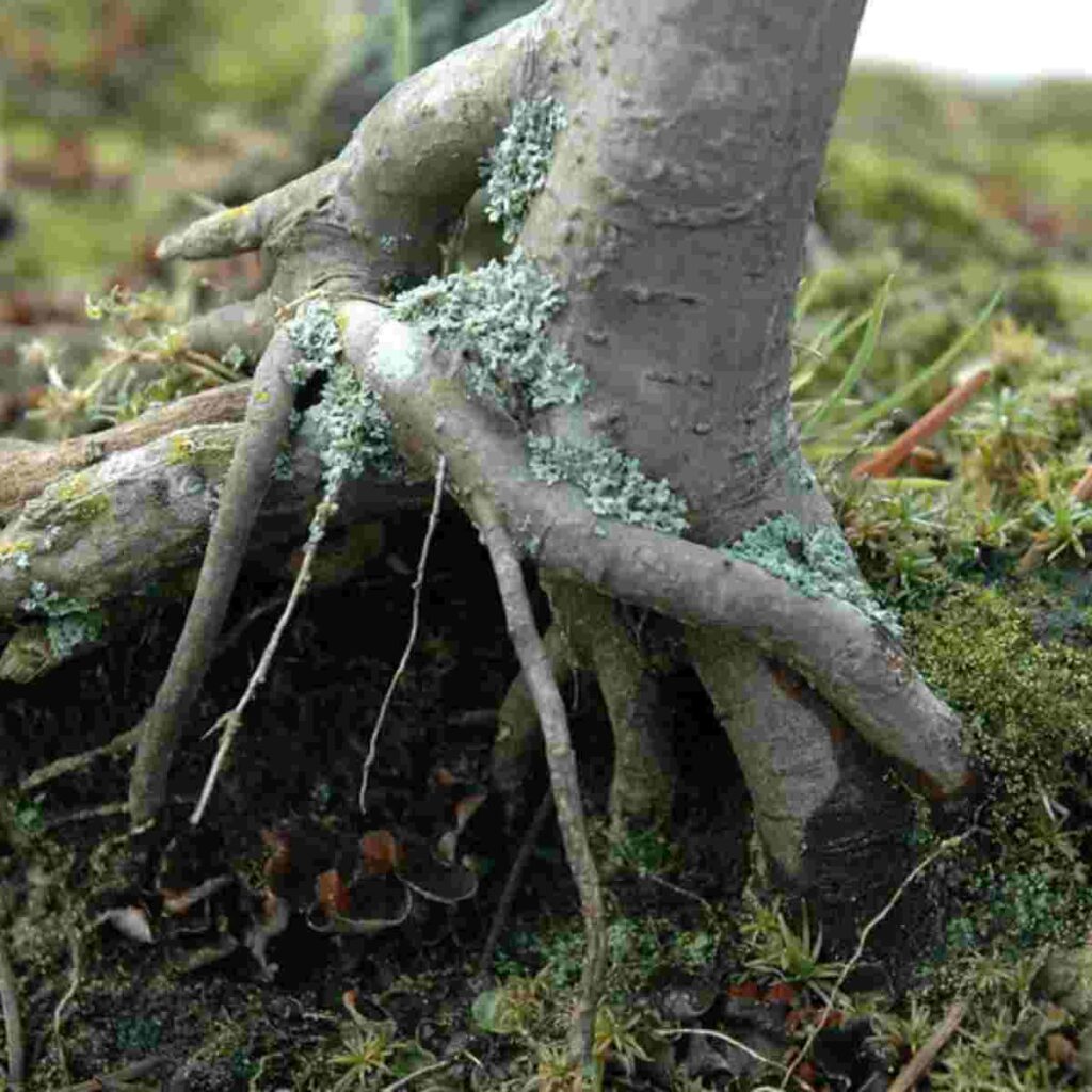 Get Rid Of Mold On Bonsai Trees With These Easy Methods Love For Bonsai