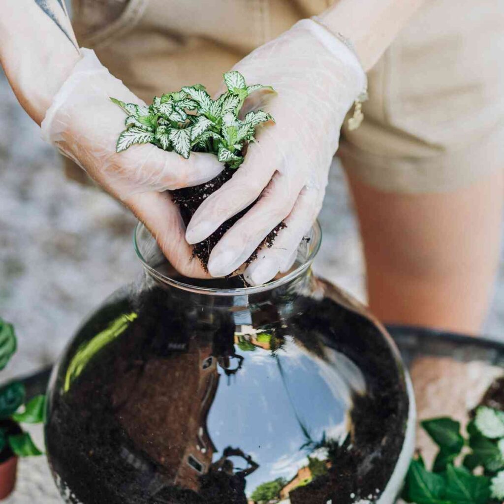 Bonsai Terrarium Tips On Choosing the Perfect Bonsai Trees for Terrariums Love For Bonsai