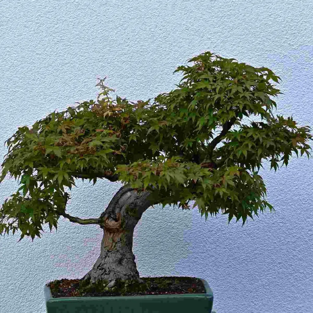 thick bonsai trunk