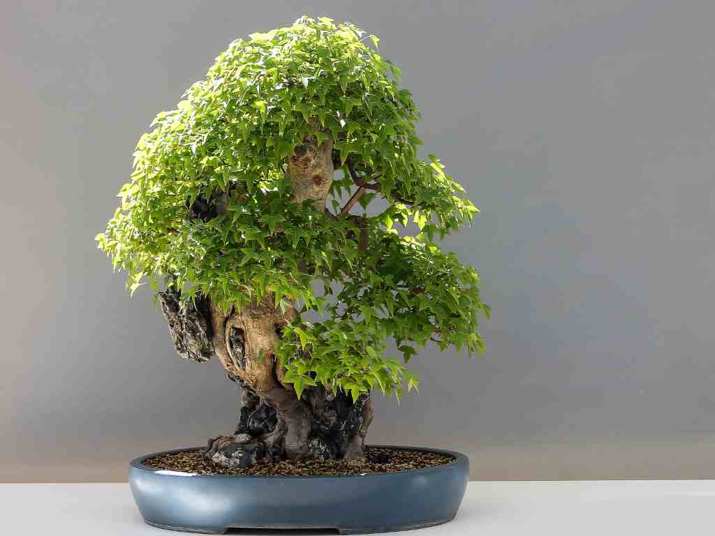 popular bonsai tree