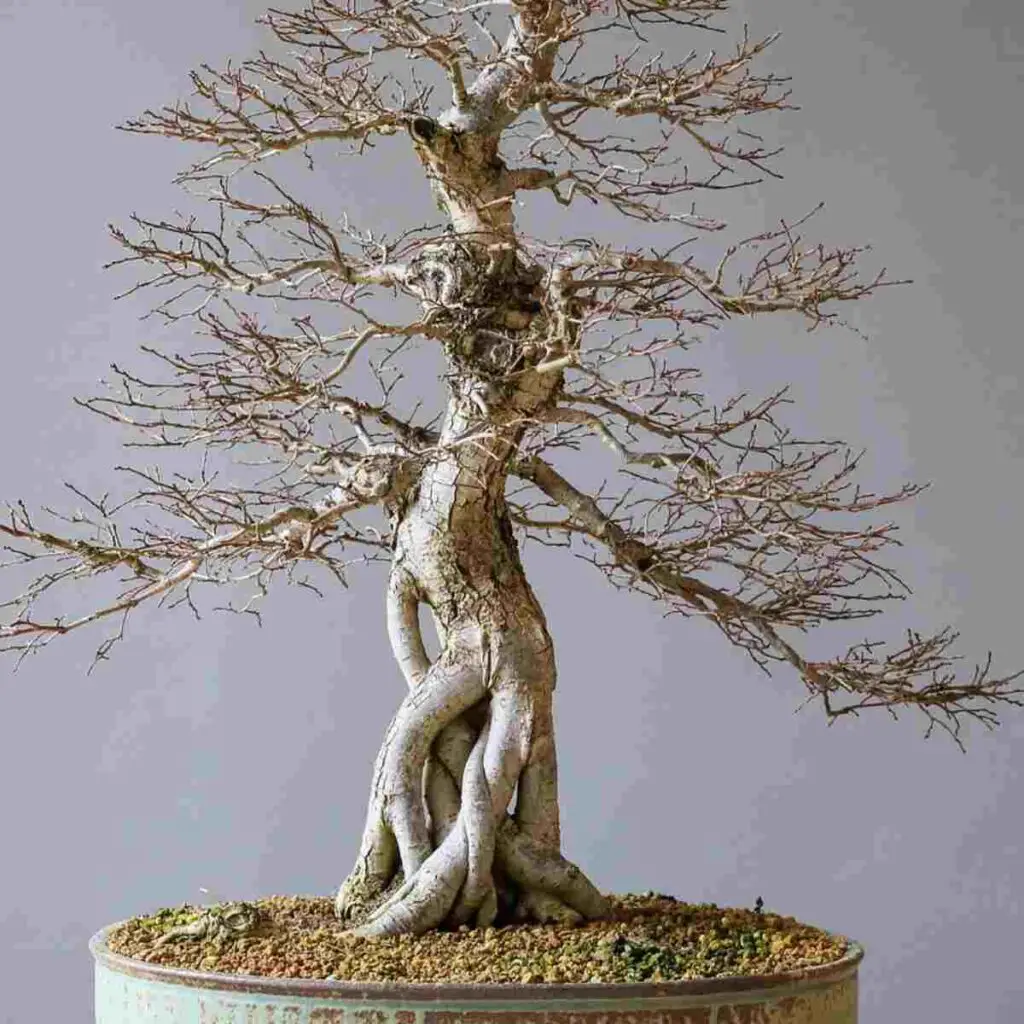 bonsai tree trunk thickening