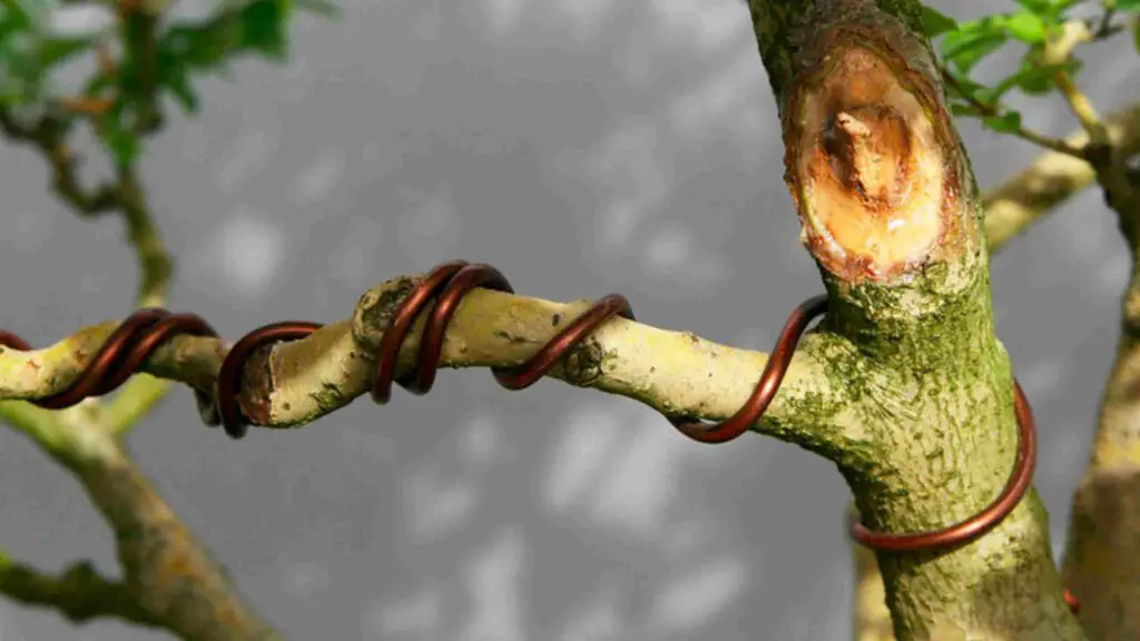wiring a bonsai tree