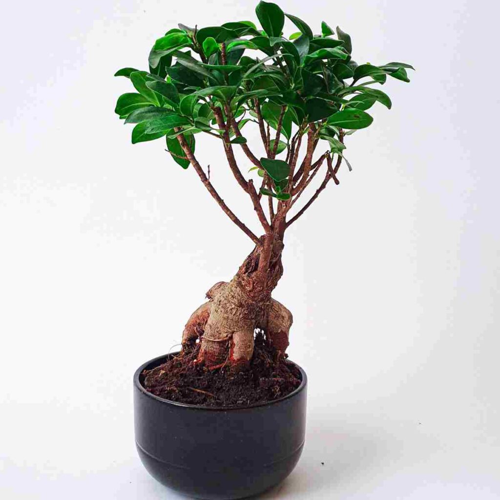 bonsai trees for terrarium