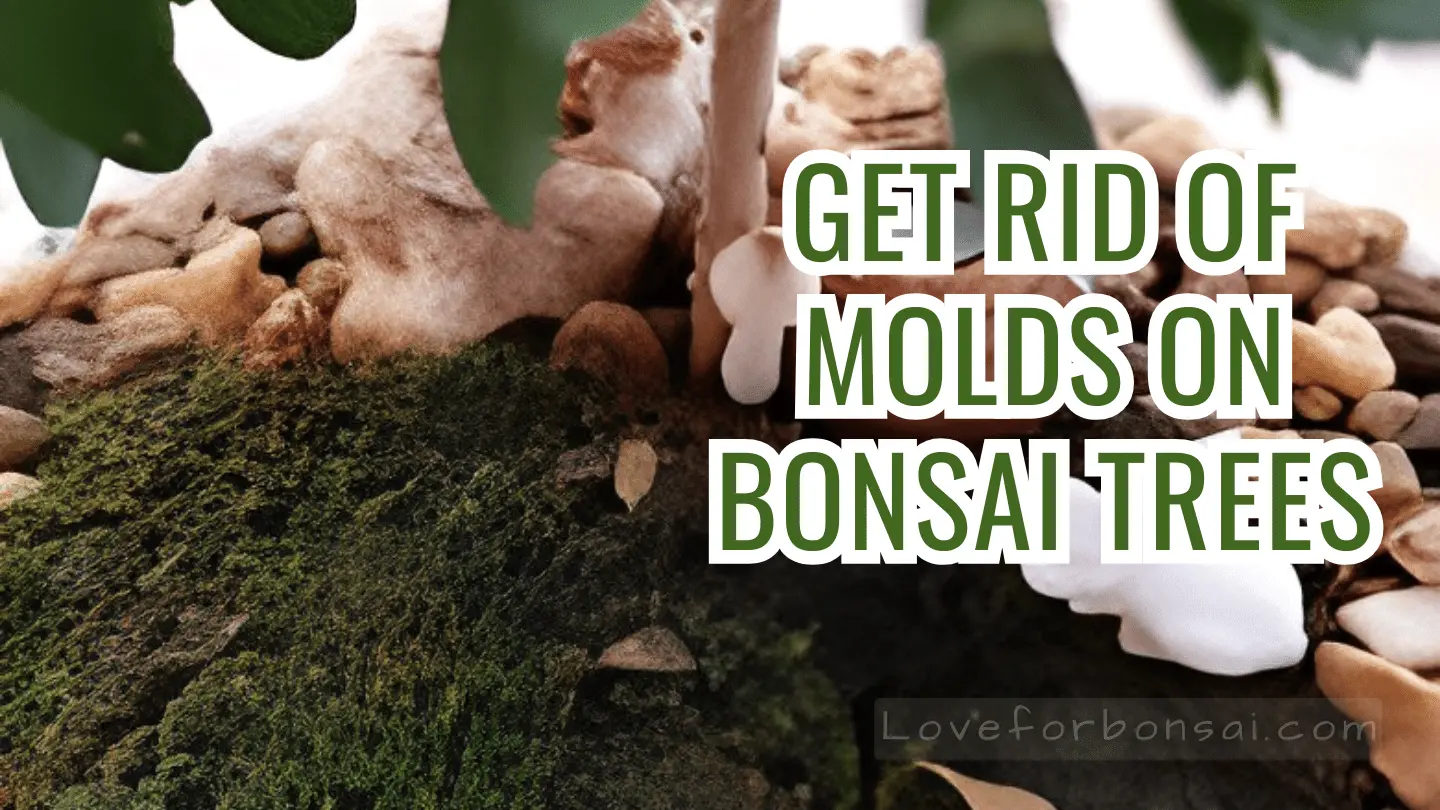 how to get rid of molds in bonsai