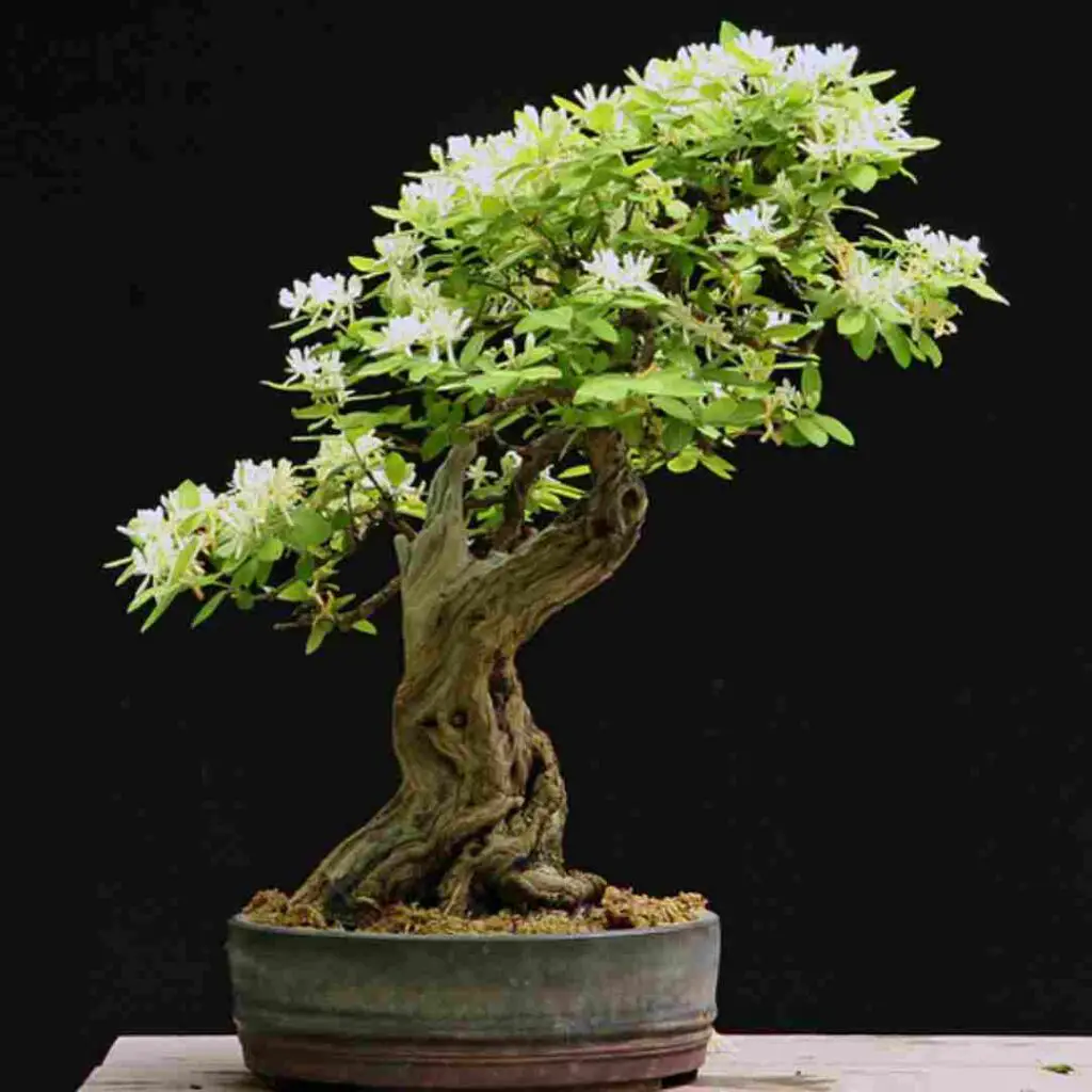 honeysuckle bonsai tree care tips