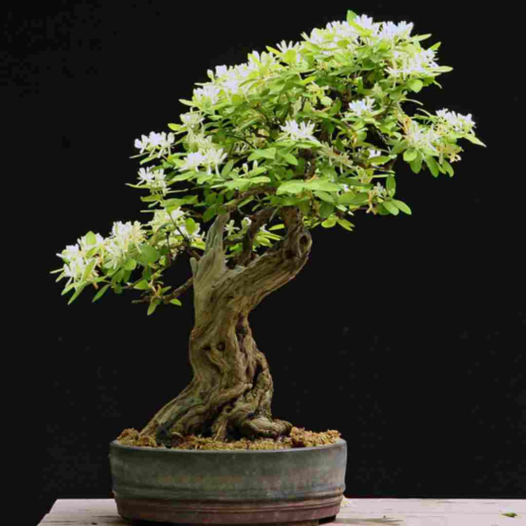 honeysuckle bonsai tree care tips