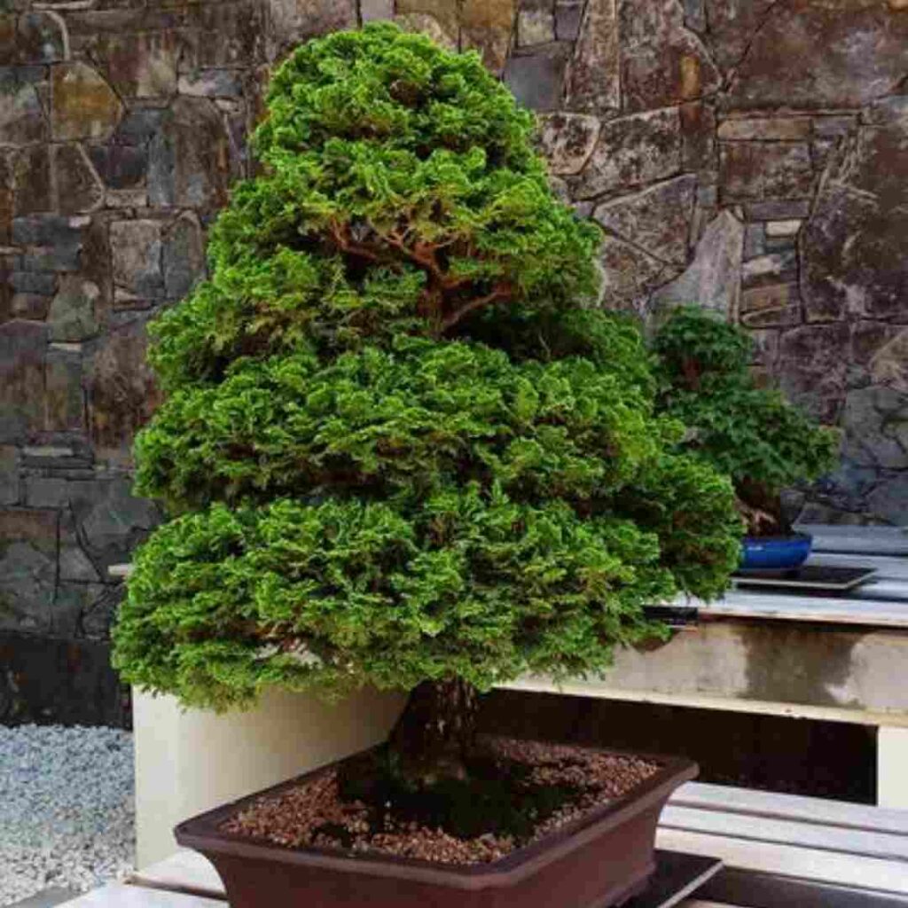 indoor bonsai tree