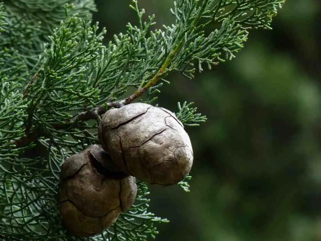 italian cypress bonsai tree