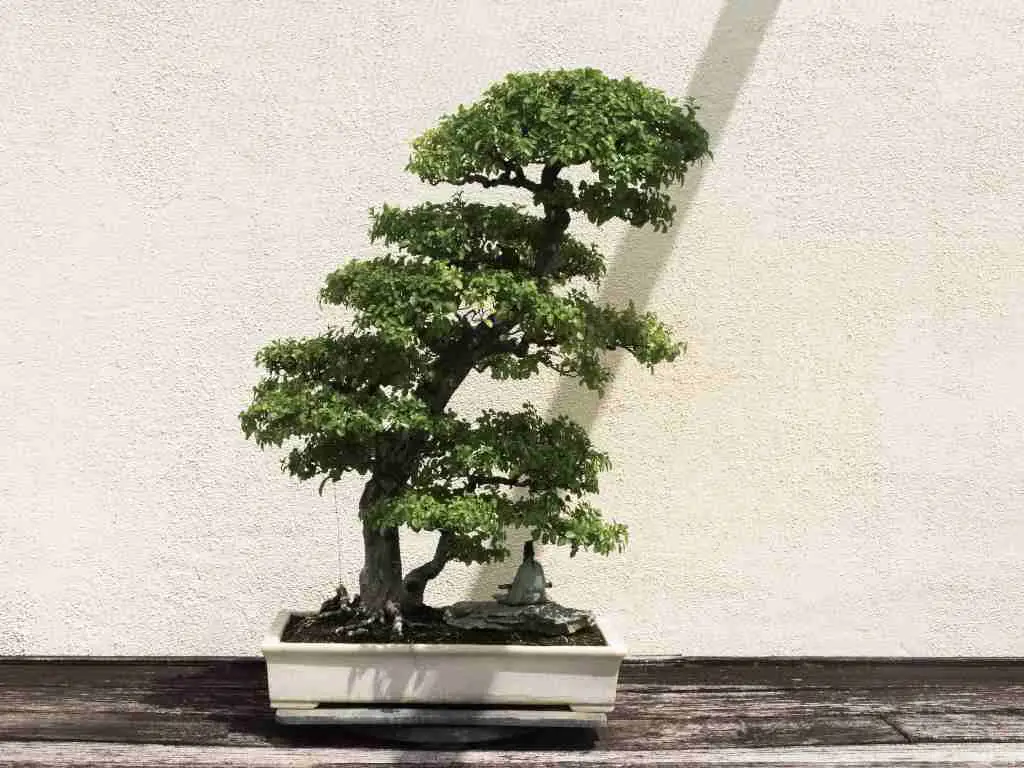 juniper bonsai indoors