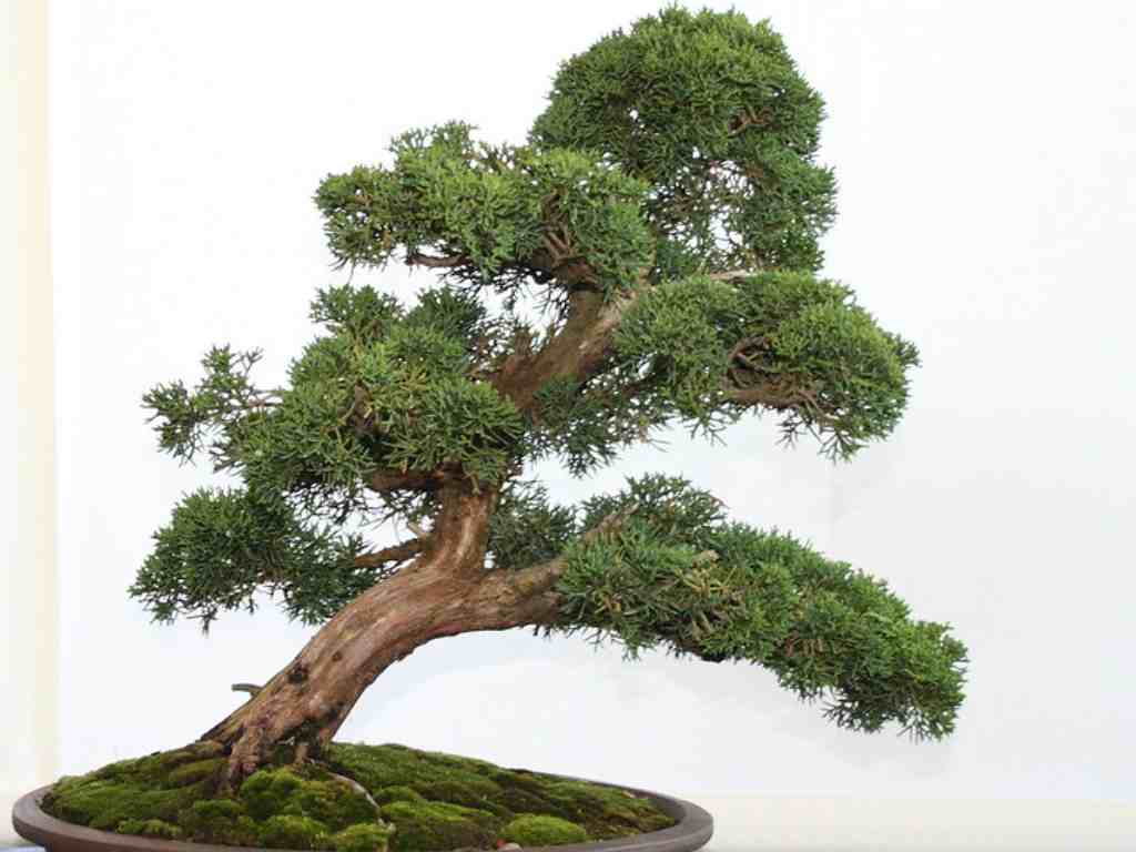 growing juniper bonsai trees indoor