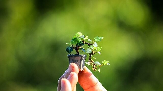 miniature bonsai