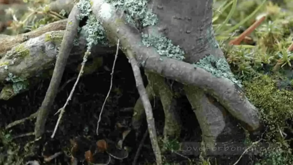 molds in bonsai