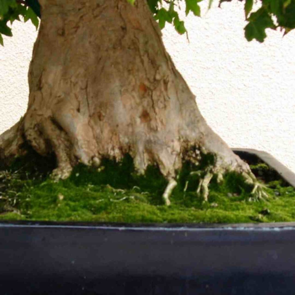 bonsai moss