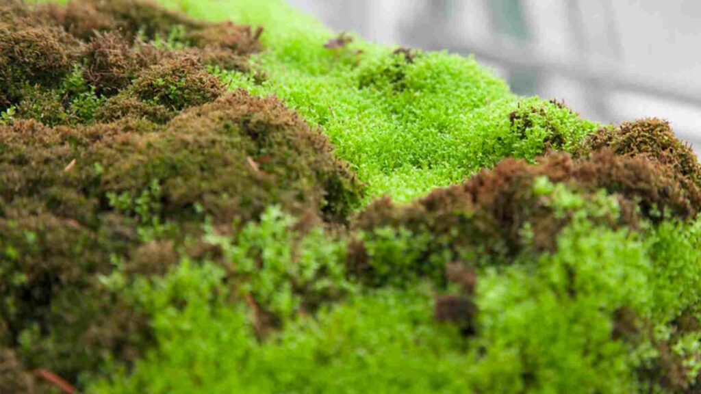 bonsai moss growing tips