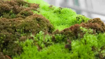 How to Grow Live Moss