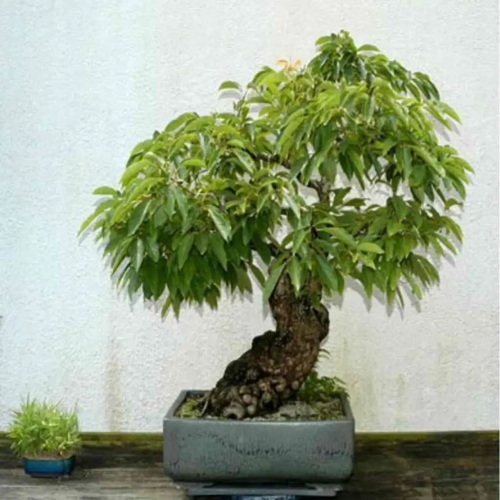 penzai tree