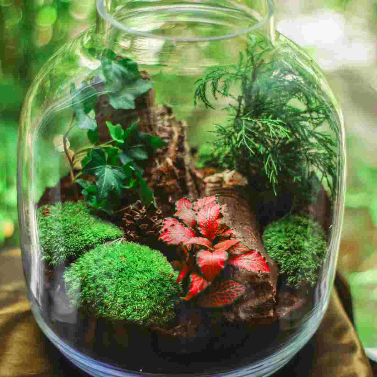 Bonsai Terrarium Tips On Choosing the Perfect Bonsai Trees for