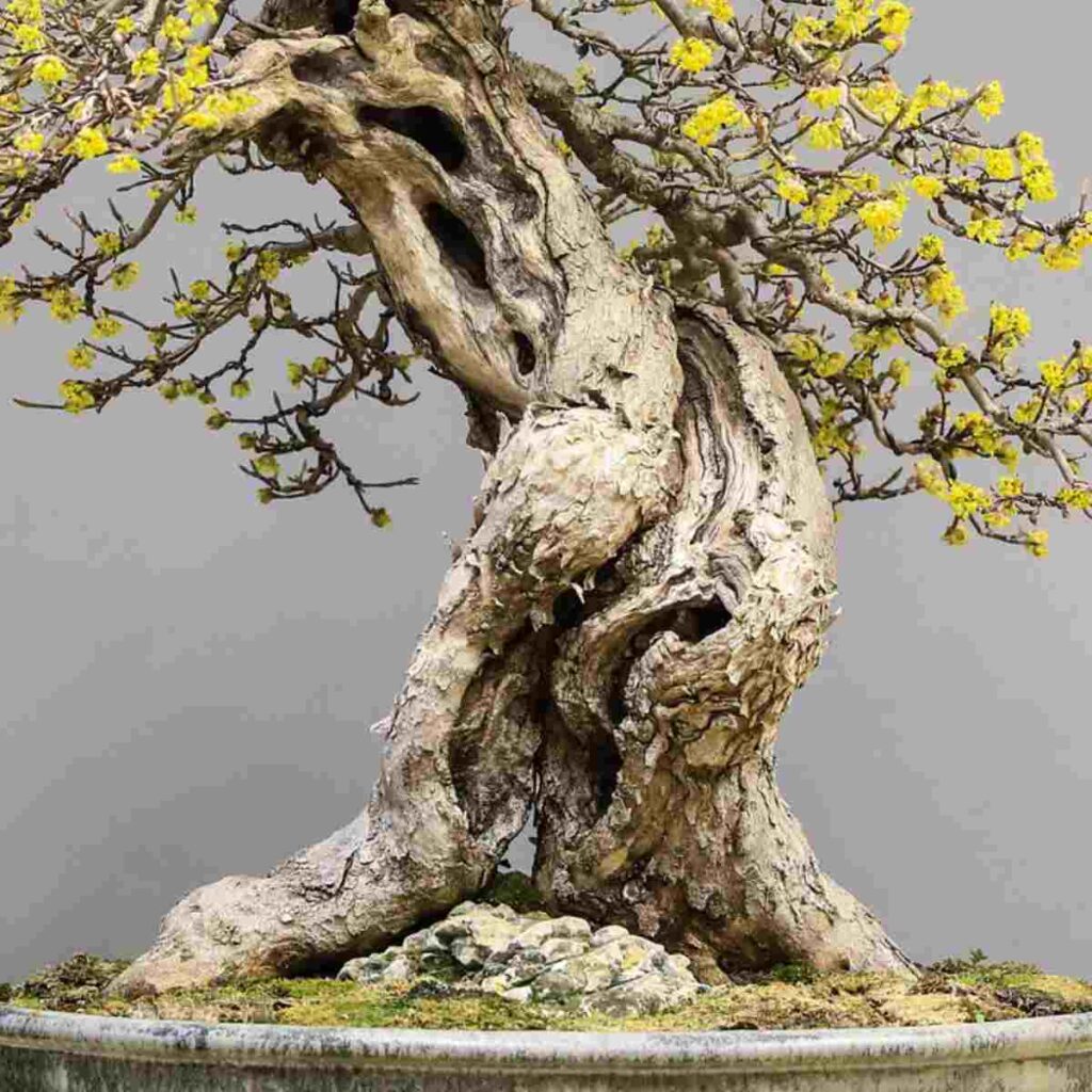 6 Bonsai Trunk Thickening Methods to Thicken A Bonsai Trunk Love For