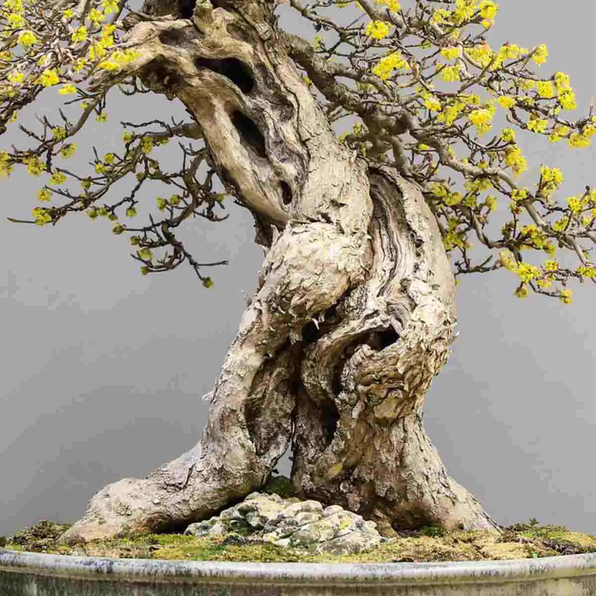 bonsai trunk thickening