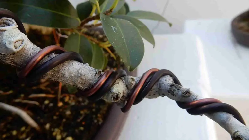 how to wire a bonsai tree