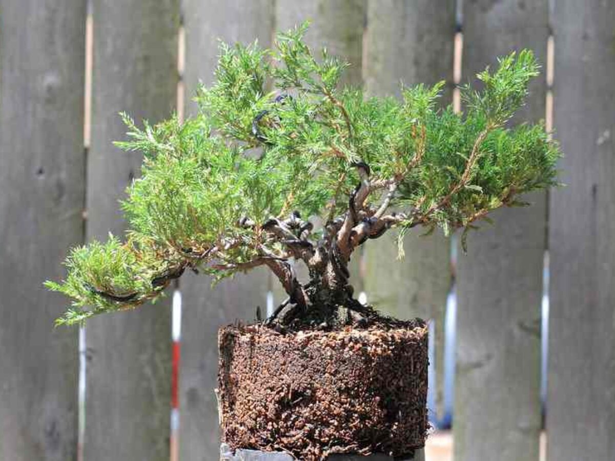 Can You Repot Bonsai In Summer An In Depth Bonsai Repotting Guide Love For Bonsai