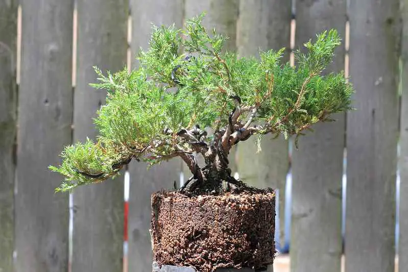 bonsai tree repotting guide