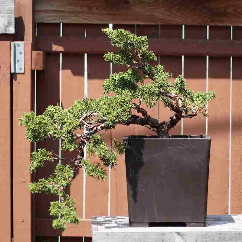 juniper bonsai yellow