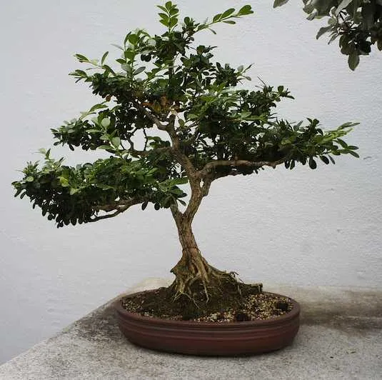 save overwatered bonsai