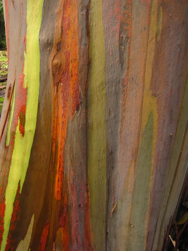 The colorful bark of a rainbow eucalyptus tree